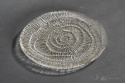plate fossil eryka trzewik drost