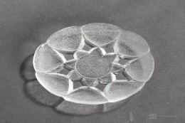 talerzyk stella eryka trzewik drost