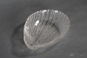 śledziówka cardidae ludwik fiedorowicz